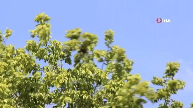 Yaralı kuşun imdadına itfaiye yetişti