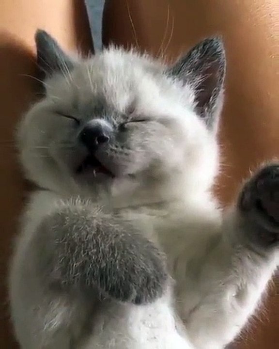 Ce chaton tire la langue quand il dort. Adorable !