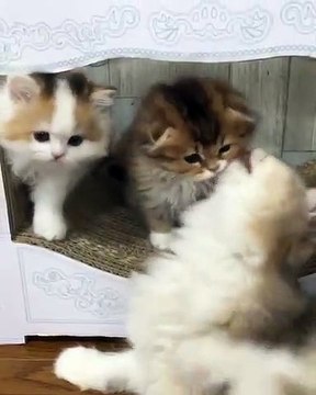 Cette maman chatte nettoie les poils de ses chiots. Trop mimi !