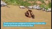 Trois ours bruns rejoignent la nouvelle Colline aux Ours du Domaine des Grottes de Han