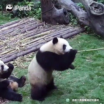 Voici comment on va à la pêche au pandas. Trop drôle !