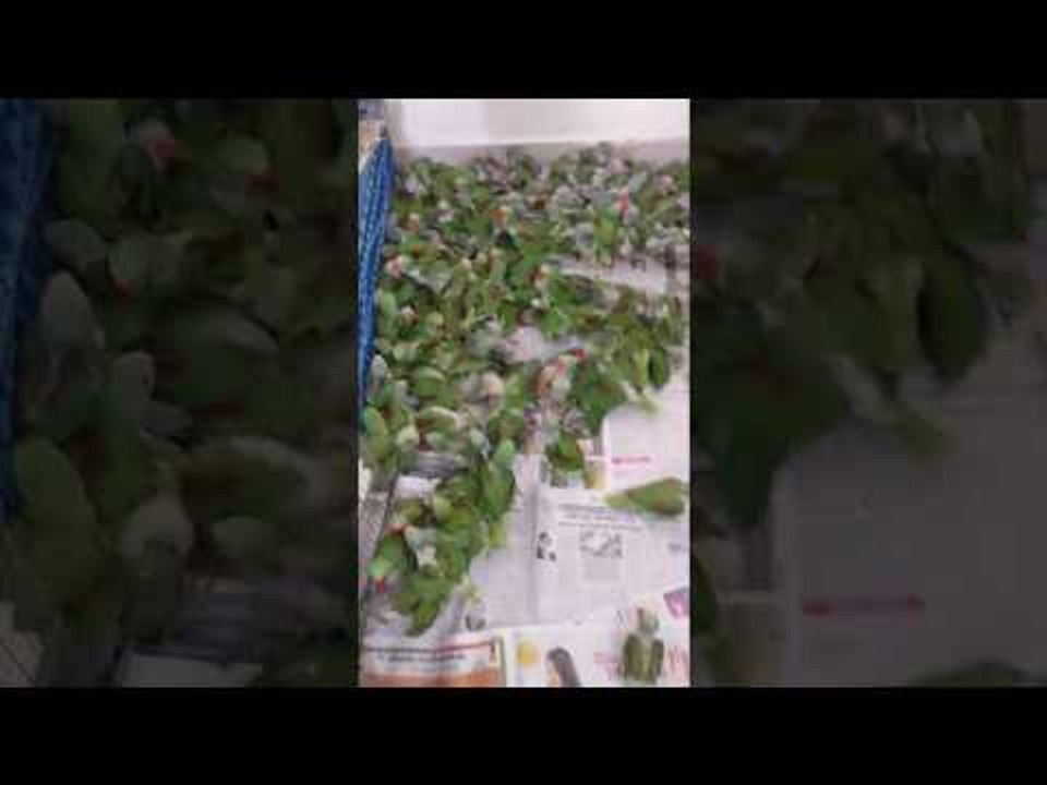 Alexandrian parakeets seized in Chennai