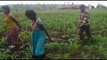 Teenage girls, not oxen, plough farmland in Madhya Pradesh due to money shortage