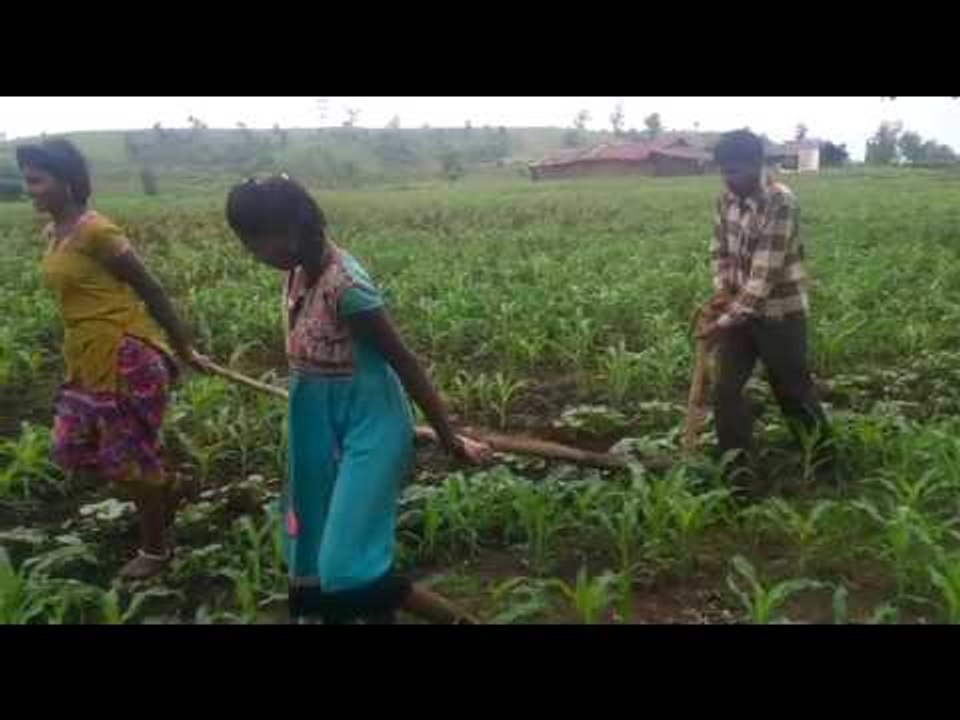 Teenage girls, not oxen, plough farmland in Madhya Pradesh due to money shortage