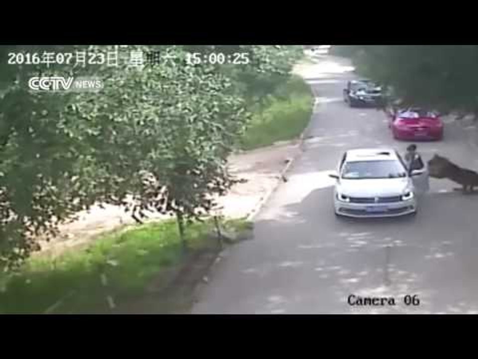Woman steps out of car, gets mauled by tiger in China