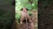 Elephant calf skates in wet mountain soil in Tamil Nadu