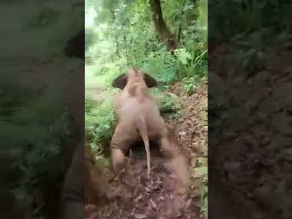 Elephant calf skates in wet mountain soil in Tamil Nadu