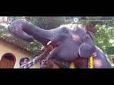 Kerala elephant lovers cherish 'Aanayoottu' amid torrential showers