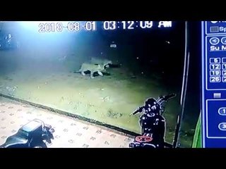 Leopards spotted at Valparai