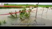 Paddy fields inundated in Krishna district in Andhra Pradesh