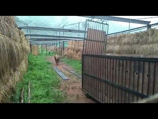 India's first interstate tiger relocation: Kanha tiger walks into Satkosia Tiger Reserve