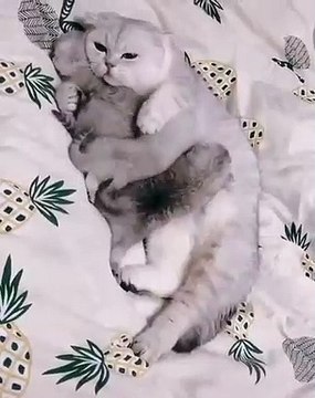 Cette chatte et ses petits vont vous donner des frissons. Trop mimi !