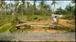 CYCLONE GAJA: Destruction caused in Thanjavur district