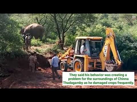 Forest officials tranquilize elephant in Coimbatore