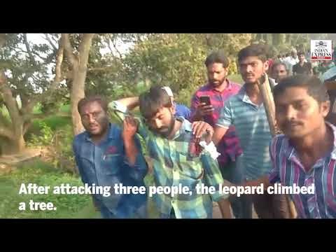 Leopard attack at Ravulapalem village in East Godavari district