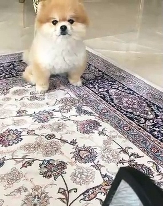 Un chiot poméranien qui ne sait pas résister quand on l'appelle pour le caresser. Trop chou !