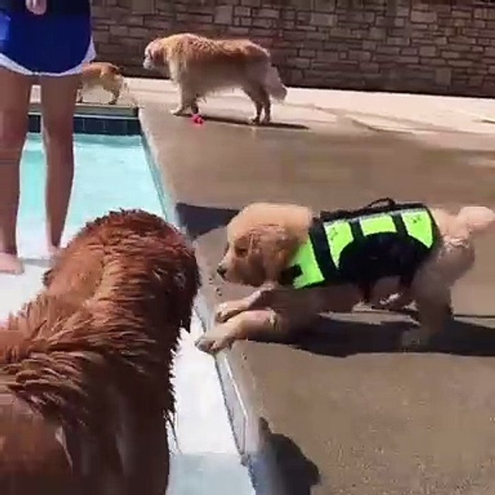 La première nage de ce chiot est un succès. Admirez !