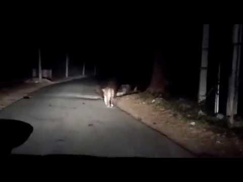 Video of leopard, porcupine on road in Mysuru goes viral