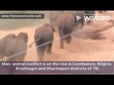 Wild Elephants enter a Coimbatore village