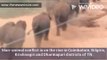 Wild Elephants enter a Coimbatore village