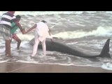Watch dramatic video of whales being washed ashore in Tamil Nadu