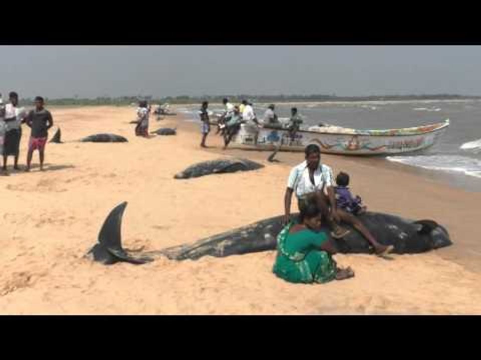 Whales at beaches in Thoothukudi, fishermen families sitting on the whales