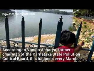 Thousands of dead fish float in Bengaluru's Ulsoor lake