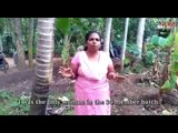 Kerala’s maram keri: The non-conformist woman who climbs coconut trees for a living