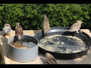 It's an unfriendly world for sparrows but this K'taka man has welcomed hundreds to his home.