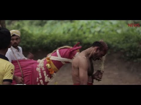 Sacred Groves of Kodagu: How faith is protecting the forests of Western Ghats