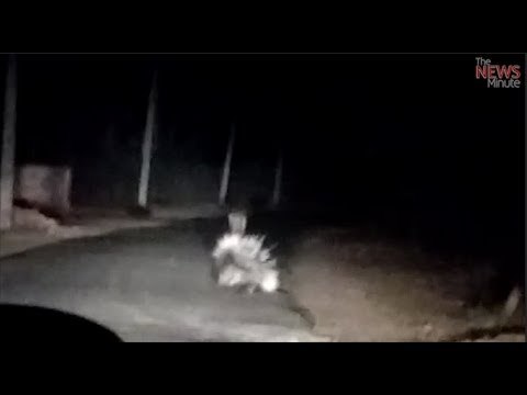 Video of leopard and porcupine spotted near Mysuru goes viral, sparks panic in city