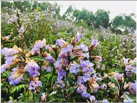 Once in a blue bloom: Kerala's famed neelakurinji have blossomed in Munnar