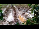 Farmlands destroyed in Wayanad due to Kerala floods