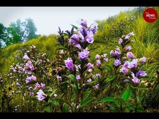As neelakurinji season nears end, tourists throng Munnar for once-in-12-year spectacle