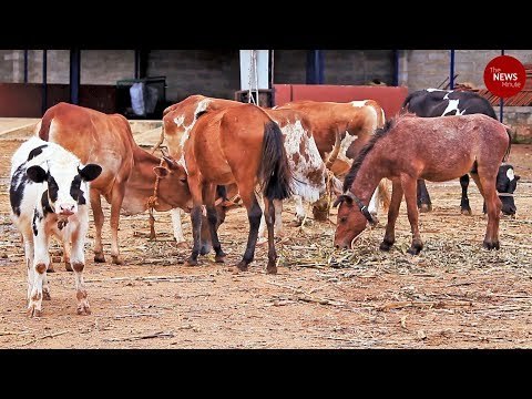 A second chance: These abandoned animals get a shot at a better life
