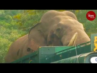 Thadagam Valley's troublemaker Vinayakan translocated to Mudumalai