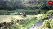 Caught on camera: An elephant charged at TN forest officials giving them a jumbo scare