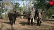 Elephant training camp in Kerala's Wayanad reopens after two decades