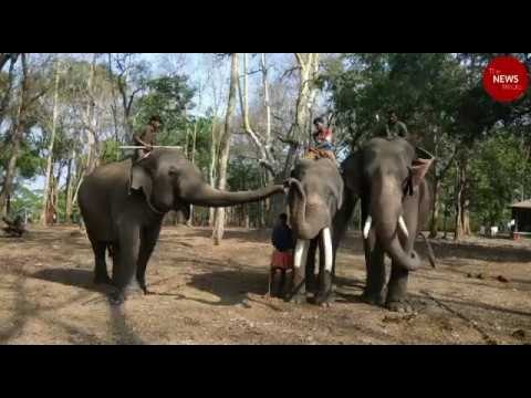 Elephant training camp in Kerala's Wayanad reopens after two decades