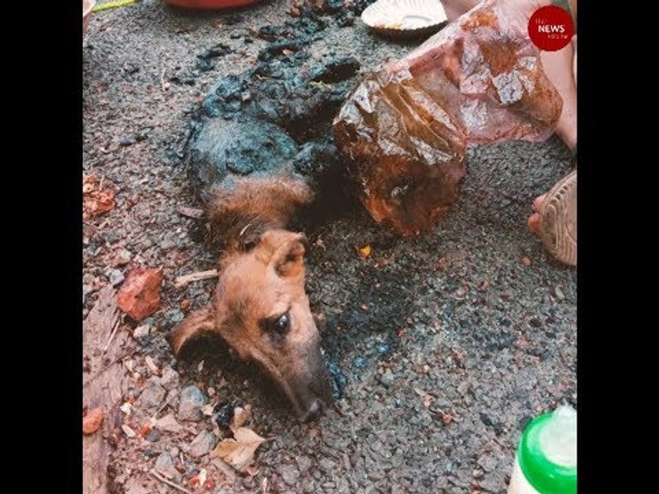 How two puppies stuck in pool of tar were rescued