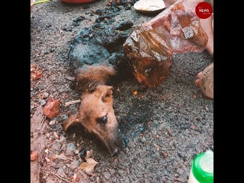 How two puppies stuck in pool of tar were rescued