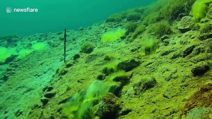 US lake explored with underwater drone shows luminous vegetation