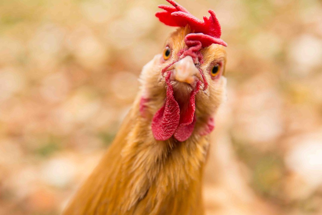 Solarium für Hühner: Mit dieser Methode erhalten Hühnereier mehr Vitamin-D