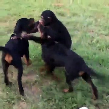 Ce bébé singe et ses chiots sont comme des amis. Adorable !