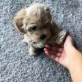 Ce magnifique chiot apprend à saluer avec la patte. Regardez !