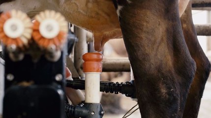 Le robot qui met le bien-être des vaches au cœur de la traite