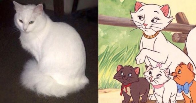 Ils appellent leur chat « Duchesse » qui donne naissance aux mêmes petits chatons Aristochats !