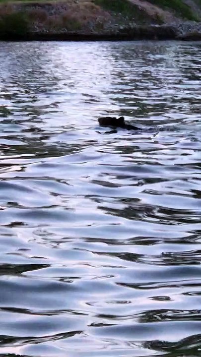 Bear Swims Across River, Runs Into Wilderness