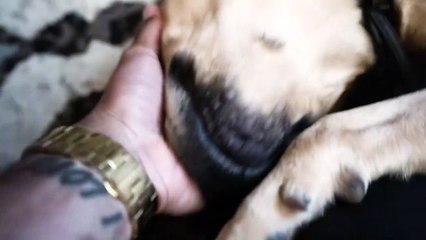 Meet My New Dog - Animated Story