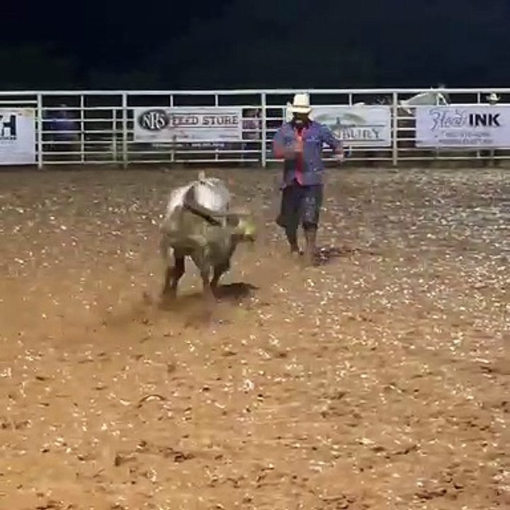 Bull Fighting in Mud